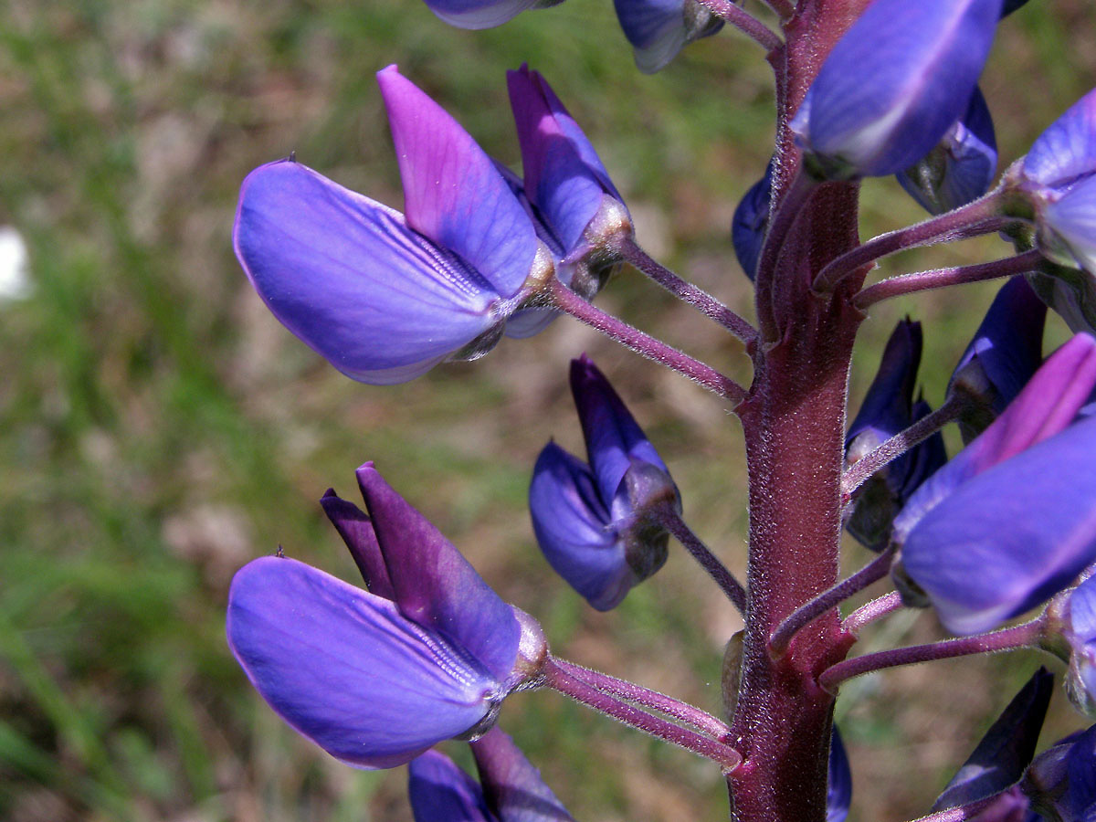 Lupina mnoholistá (Lupinus polyphyllus Lindl.)