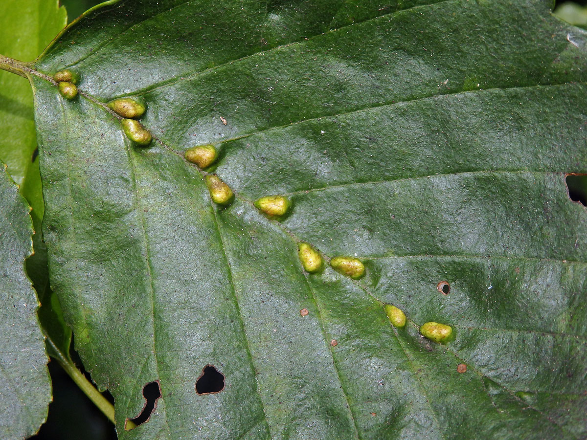 Hálky vlnovníka (Eriophyes inangulis) na olši lepkavé (Alnus glutinosa)