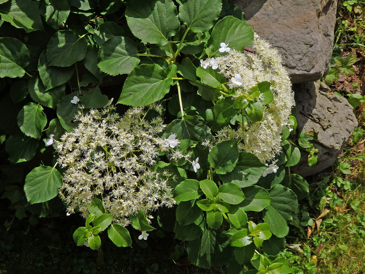 Hortenzie popínavá (Hydrangea petiolaris Siebold & Zucc.)