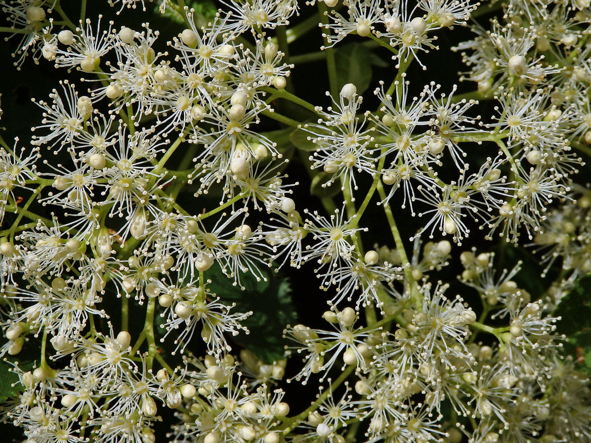 Hortenzie popínavá (Hydrangea petiolaris Siebold & Zucc.)