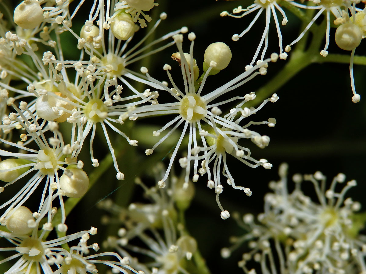 Hortenzie popínavá (Hydrangea petiolaris Siebold & Zucc.)