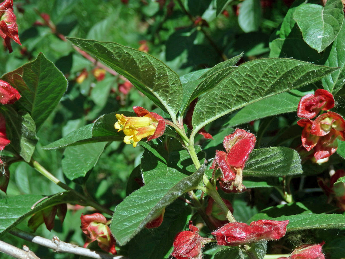 Zimolez Ledebourův (Lonicera ledebourii Eschs.)