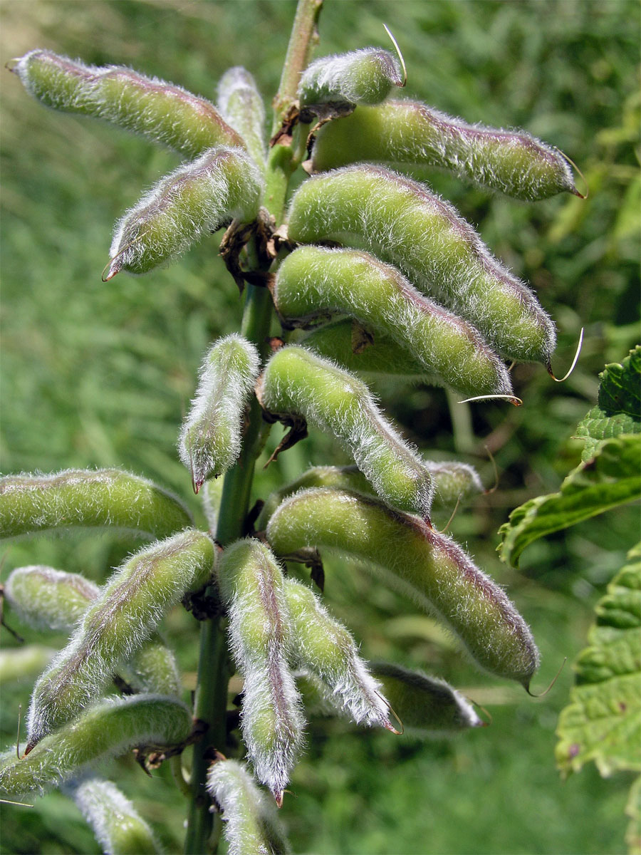 Lupina mnoholistá (Lupinus polyphyllus Lindl.)