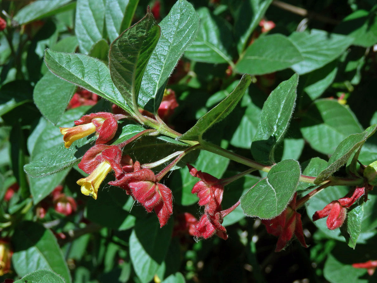 Zimolez Ledebourův (Lonicera ledebourii Eschs.)