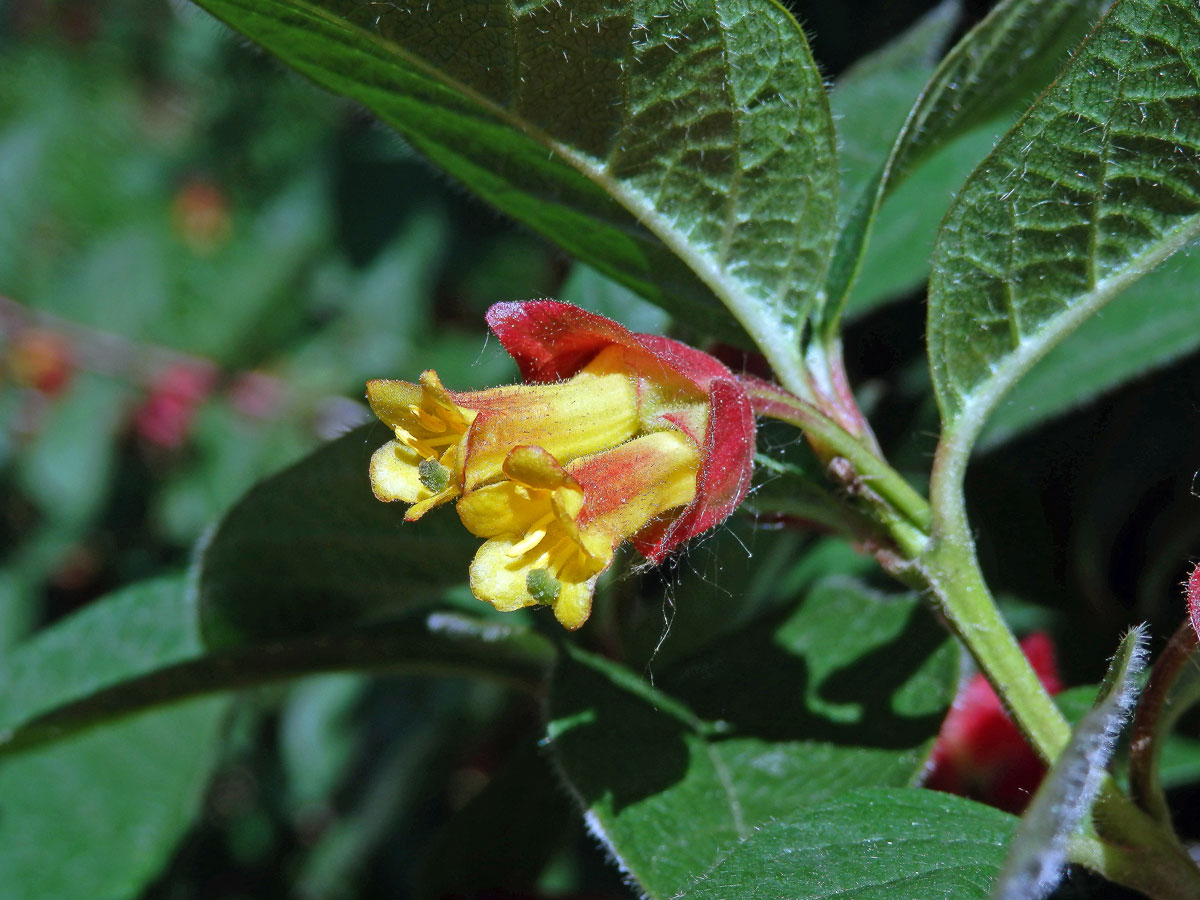 Zimolez Ledebourův (Lonicera ledebourii Eschs.)