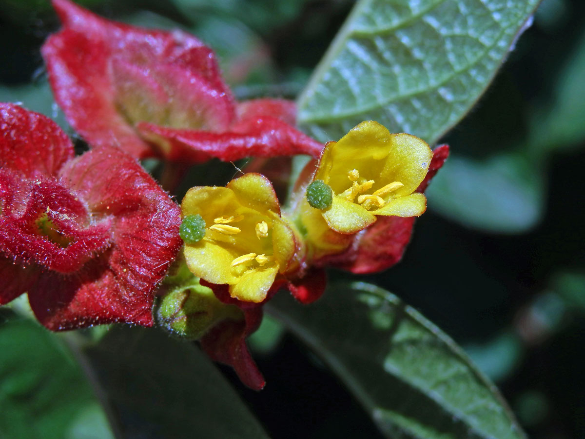 Zimolez Ledebourův (Lonicera ledebourii Eschs.)