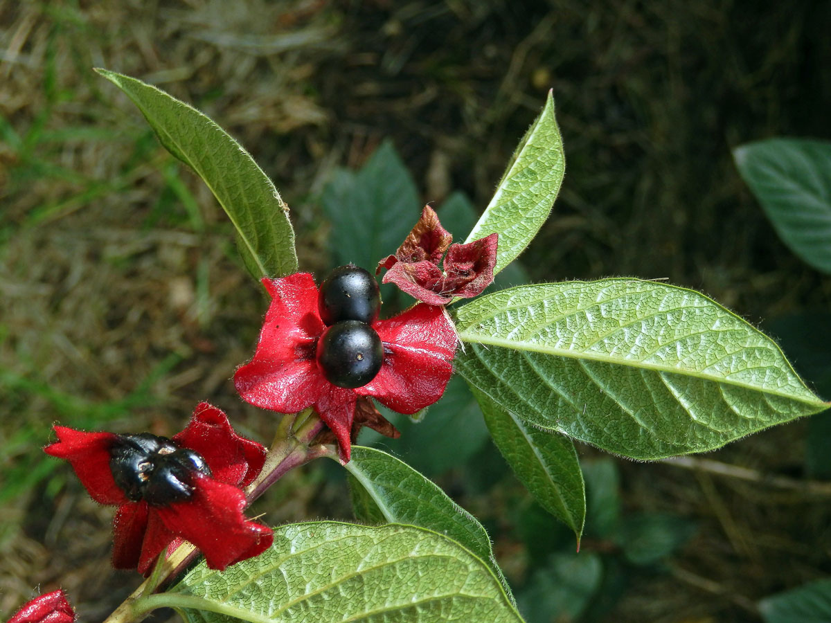 Zimolez Ledebourův (Lonicera ledebourii Eschs.)