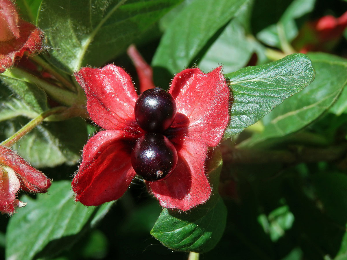 Zimolez Ledebourův (Lonicera ledebourii Eschs.)