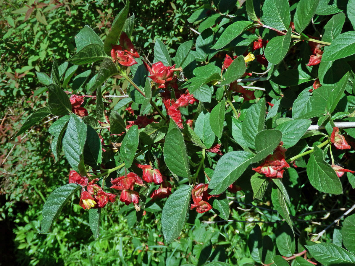 Zimolez Ledebourův (Lonicera ledebourii Eschs.)