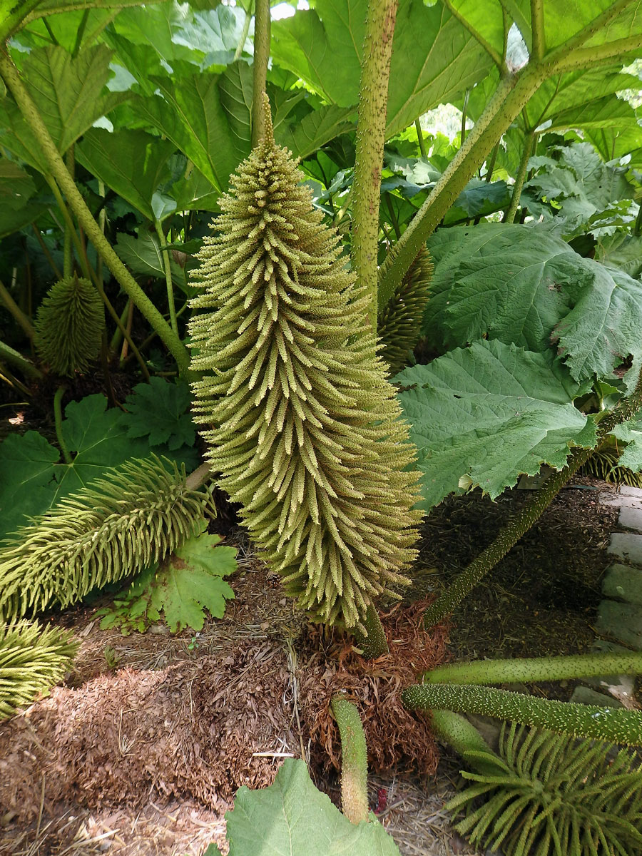 Gunnera manicata Linden ex Delchev.