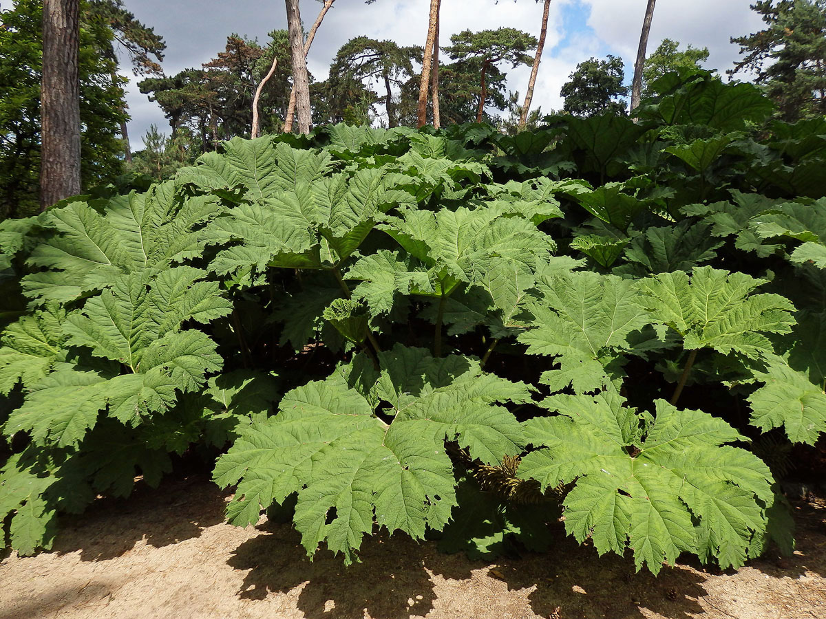 Gunnera manicata Linden ex Delchev.