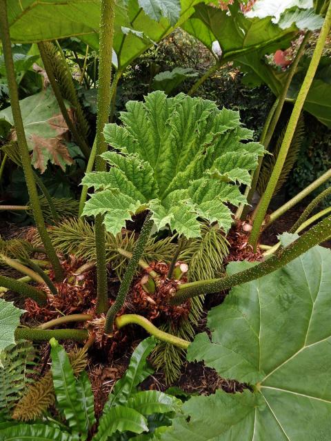 Gunnera manicata Linden ex Delchev.