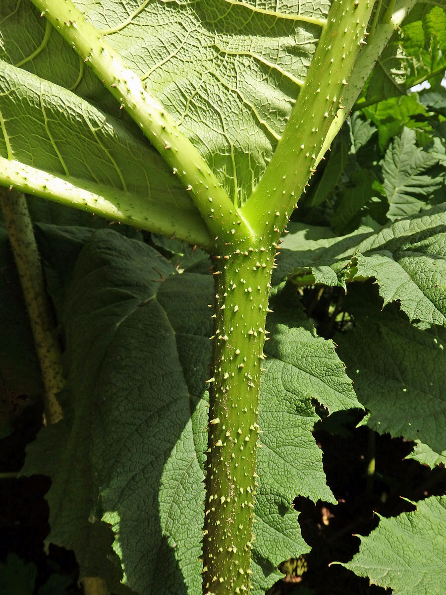 Gunnera manicata Linden ex Delchev.