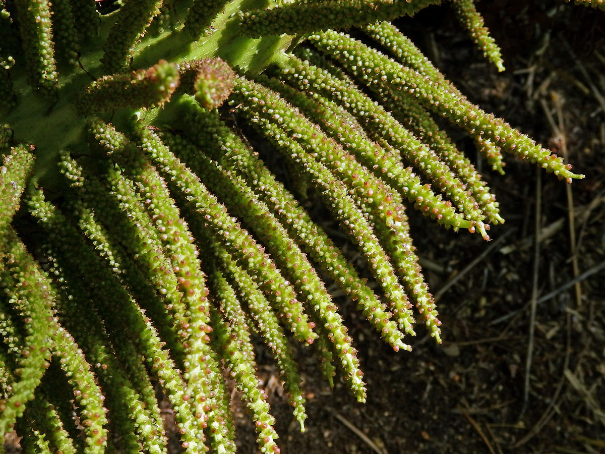 Gunnera manicata Linden ex Delchev.