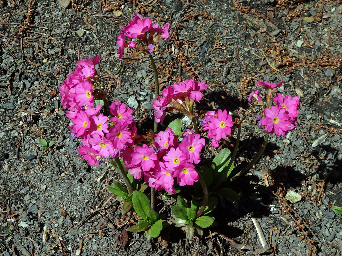 Prvosenka růžová (Primula rosea Royle)