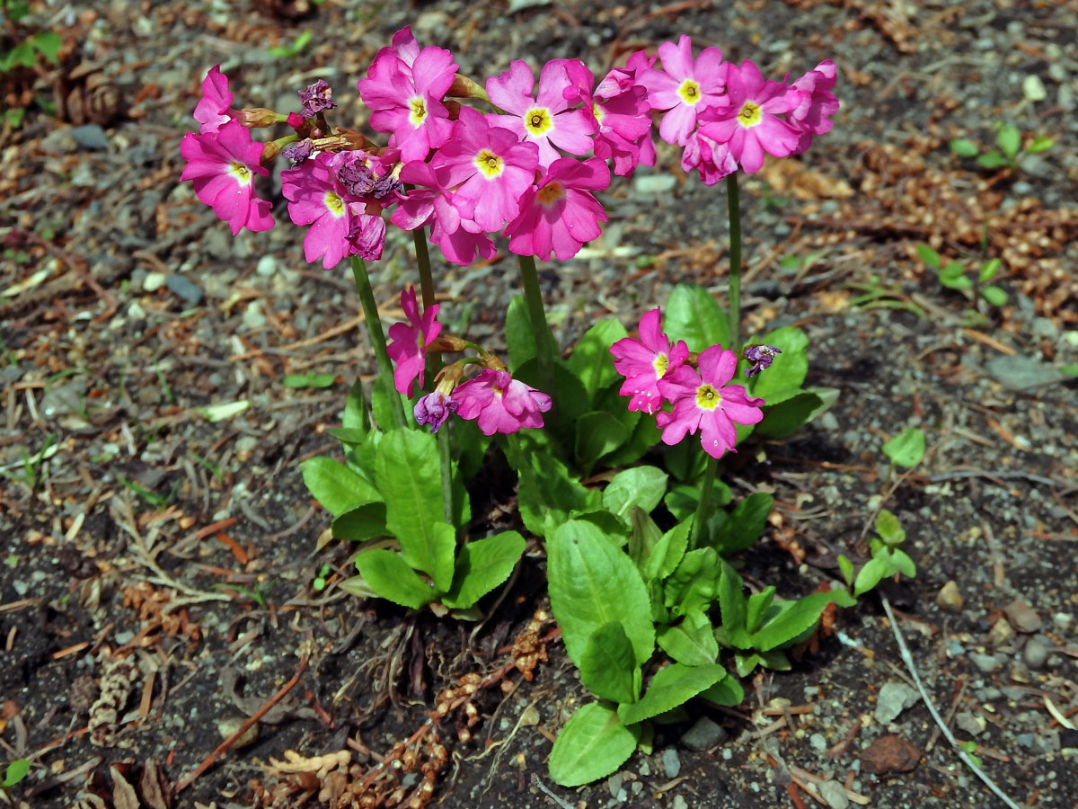 Prvosenka růžová (Primula rosea Royle)