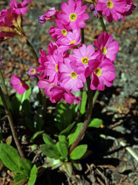 Prvosenka růžová (Primula rosea Royle)