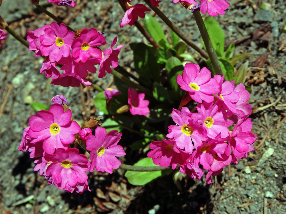 Prvosenka růžová (Primula rosea Royle)