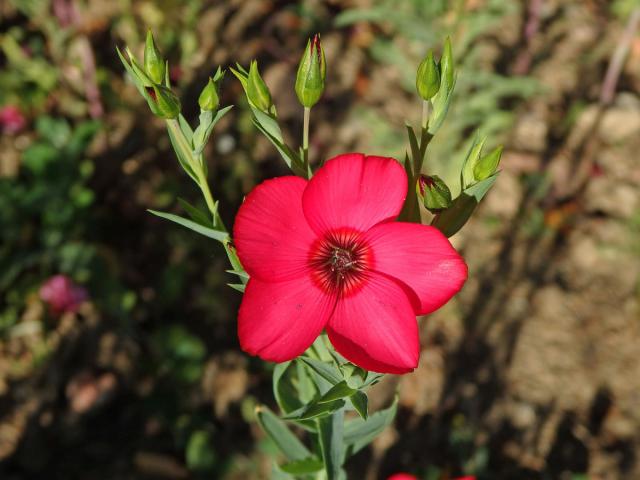 Len velkokvětý (Linum grandiflorum Desf.)