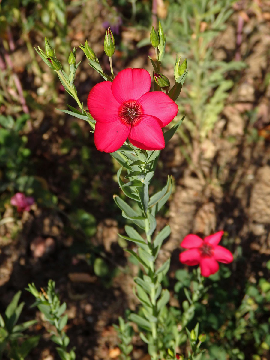 Len velkokvětý (Linum grandiflorum Desf.)