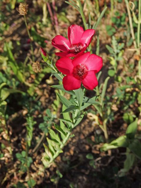 Len velkokvětý (Linum grandiflorum Desf.)