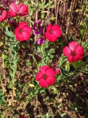 Len velkokvětý (Linum grandiflorum Desf.)