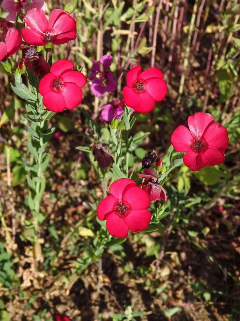 Len velkokvětý (Linum grandiflorum Desf.)