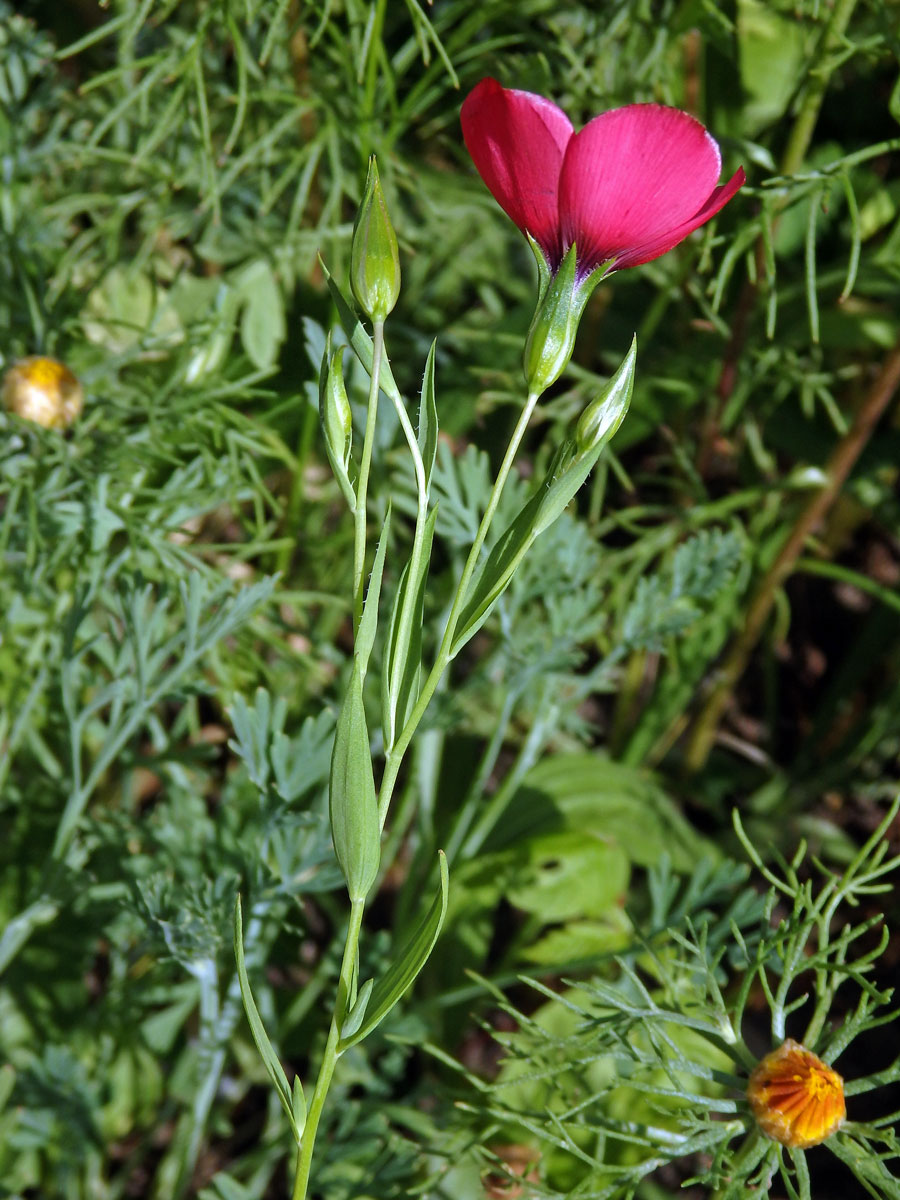 Len velkokvětý (Linum grandiflorum Desf.)