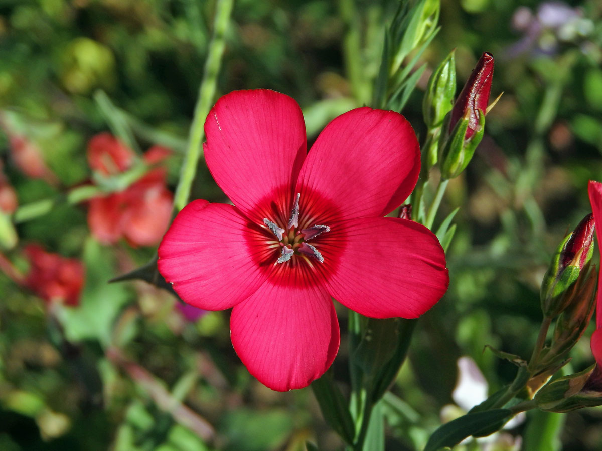 Len velkokvětý (Linum grandiflorum Desf.)