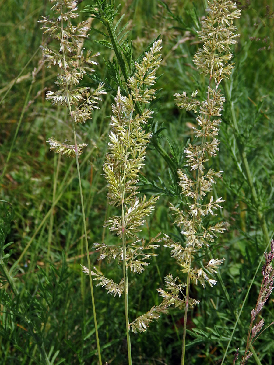 Smělek jehlancovitý (Koeleria pyramidata (Lam.) P. Beauv.)