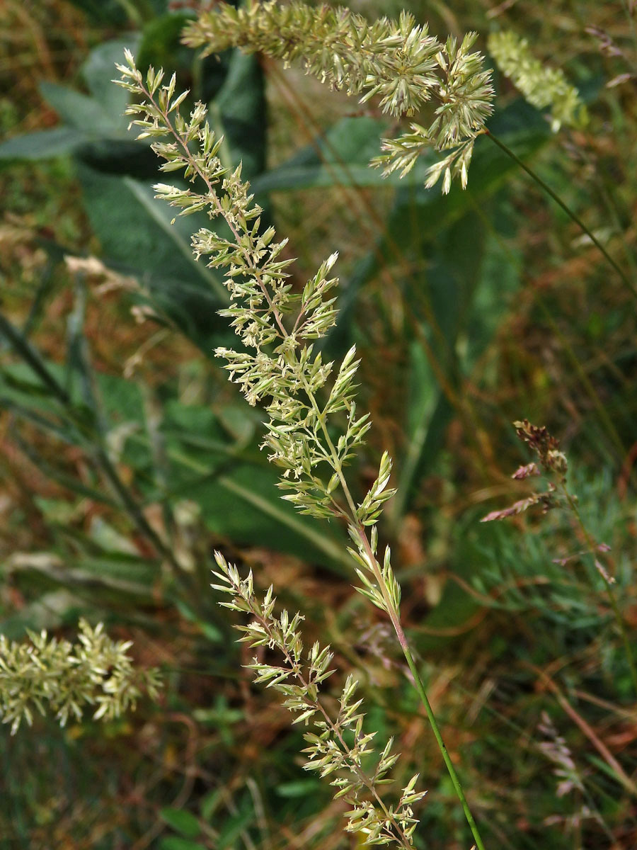 Smělek jehlancovitý (Koeleria pyramidata (Lam.) P. Beauv.)