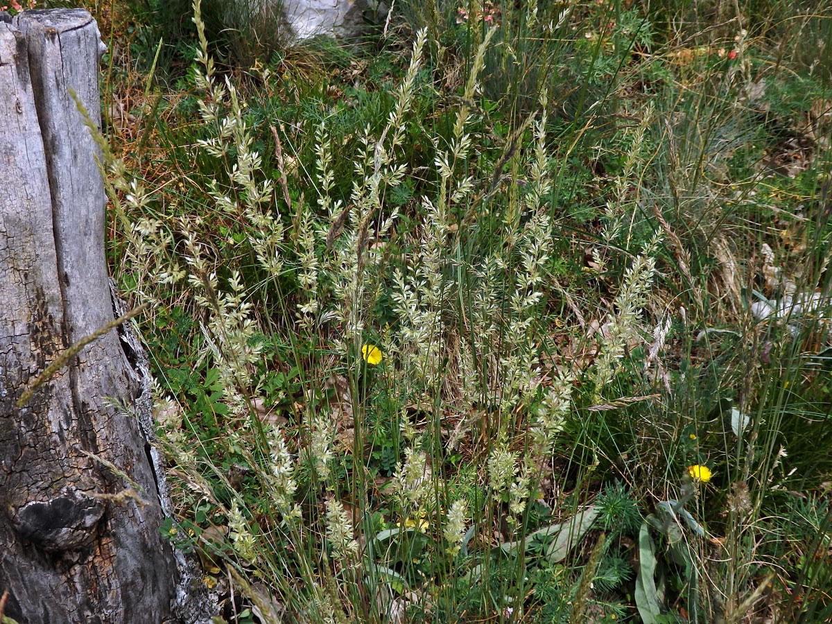 Smělek jehlancovitý (Koeleria pyramidata (Lam.) P. Beauv.)