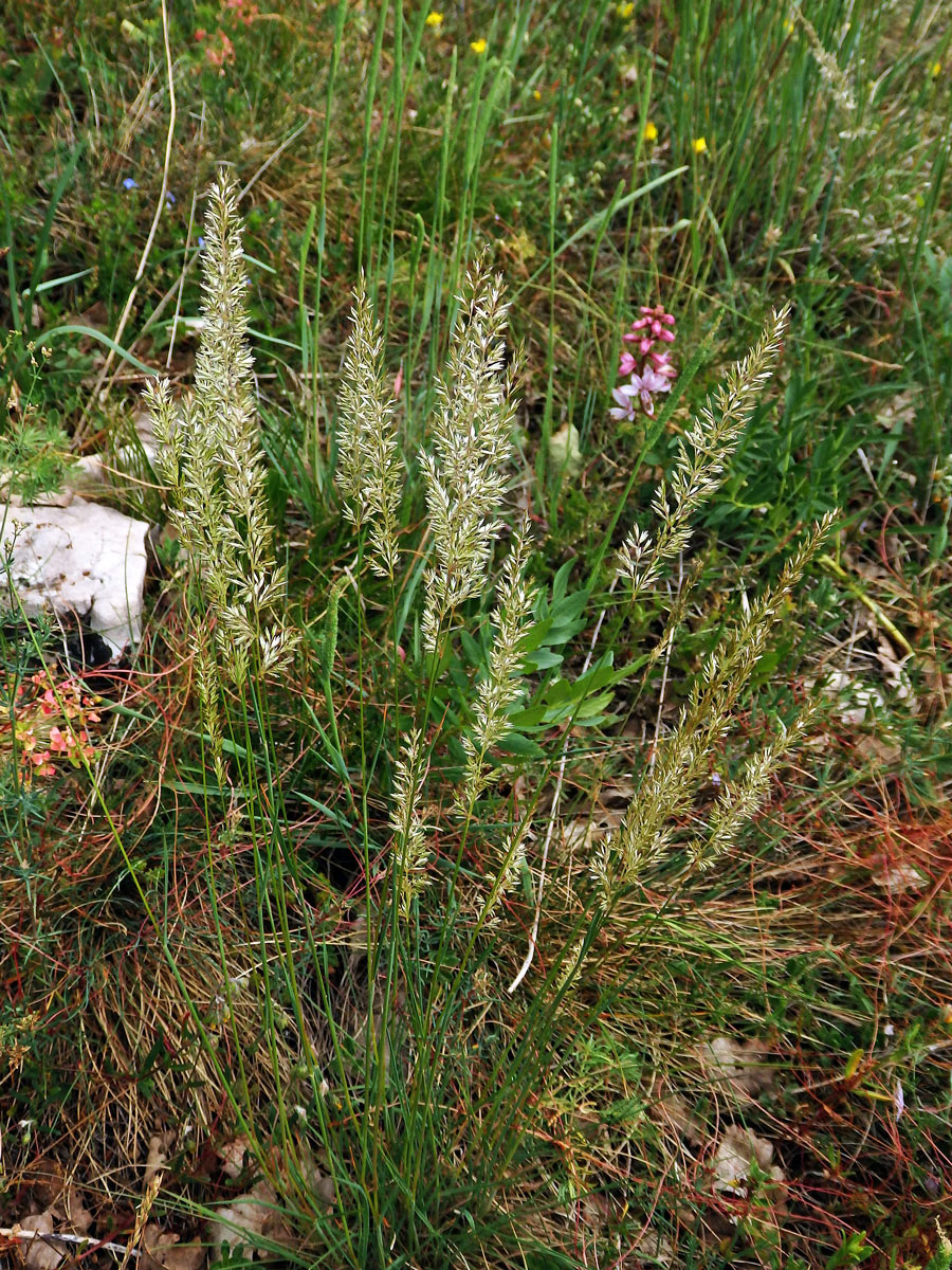 Smělek jehlancovitý (Koeleria pyramidata (Lam.) P. Beauv.)