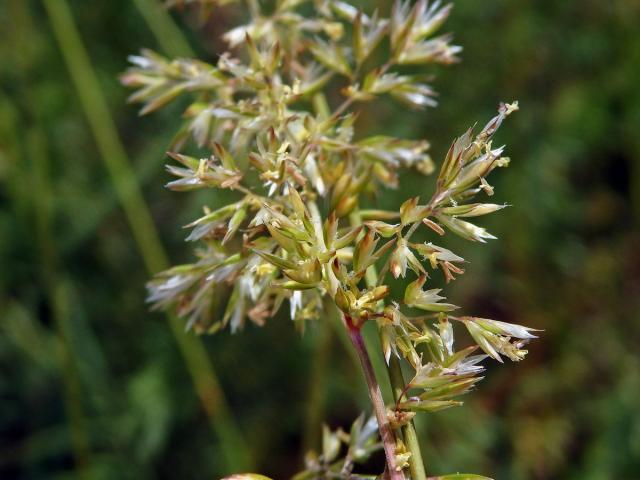 Smělek jehlancovitý (Koeleria pyramidata (Lam.) P. Beauv.)