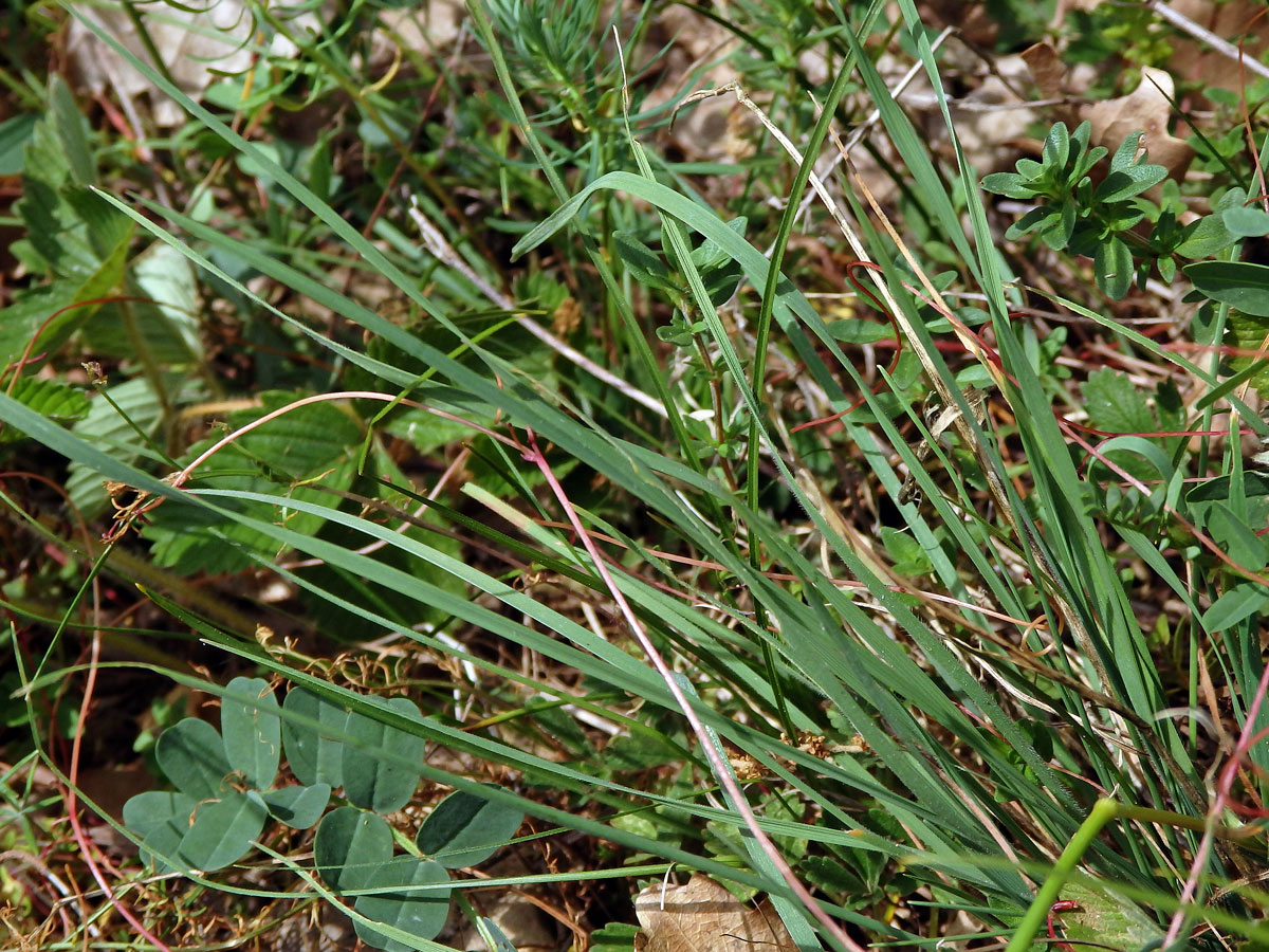 Smělek jehlancovitý (Koeleria pyramidata (Lam.) P. Beauv.)