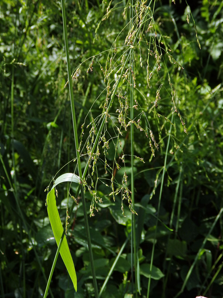 Pšeníčko rozkladité (Milium effusum L.)