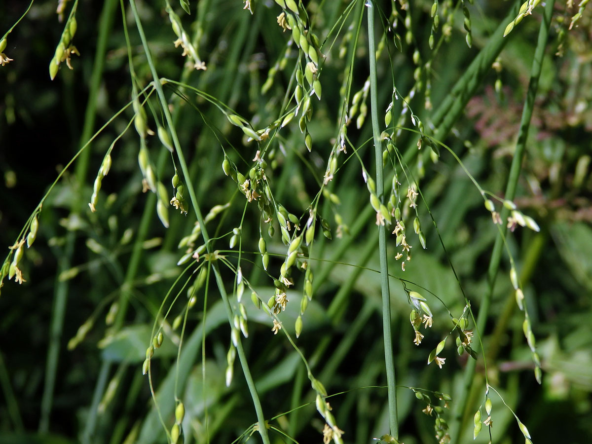 Pšeníčko rozkladité (Milium effusum L.)