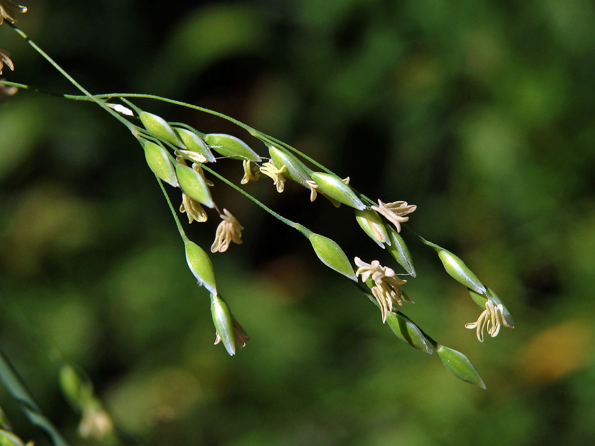 Pšeníčko rozkladité (Milium effusum L.)