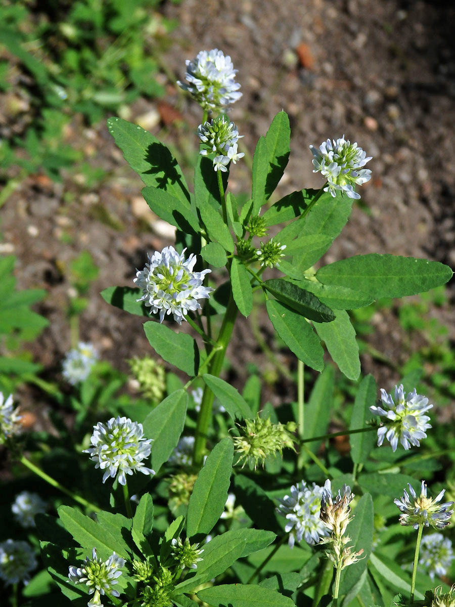 Pískavice modrá (Trigonella caerulea (L.) Ser.)