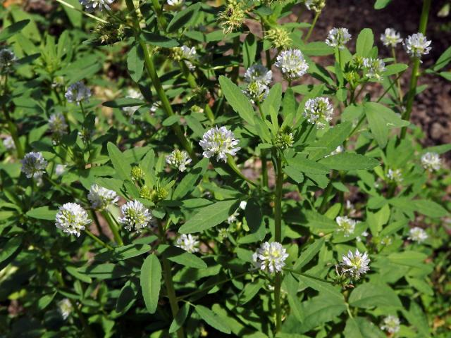 Pískavice modrá (Trigonella caerulea (L.) Ser.)