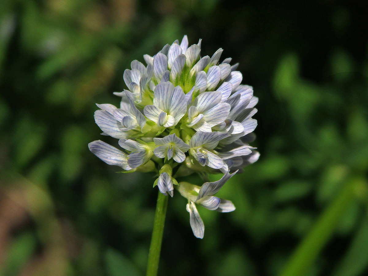 Pískavice modrá (Trigonella caerulea (L.) Ser.)