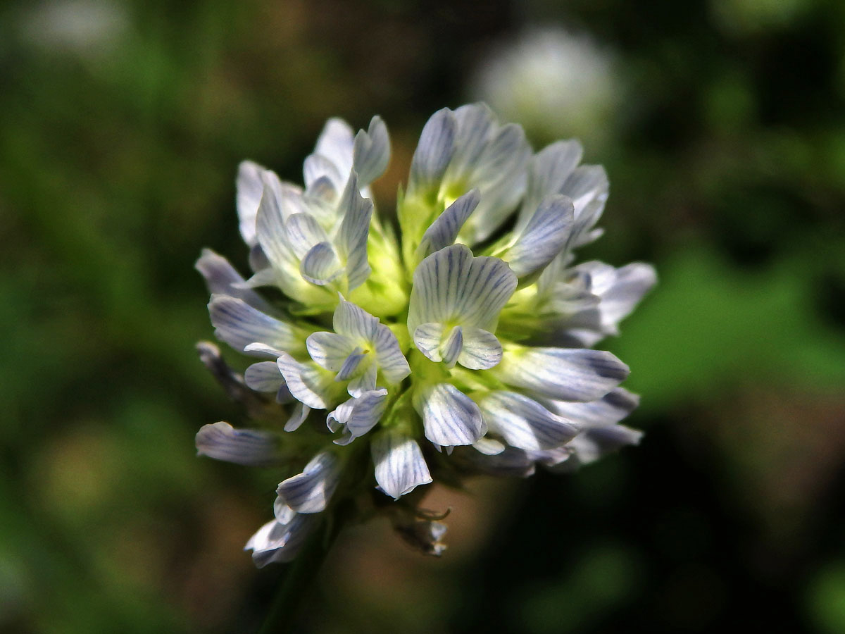 Pískavice modrá (Trigonella caerulea (L.) Ser.)