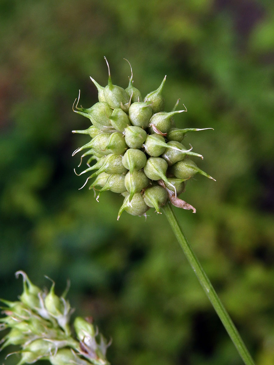 Pískavice modrá (Trigonella caerulea (L.) Ser.)