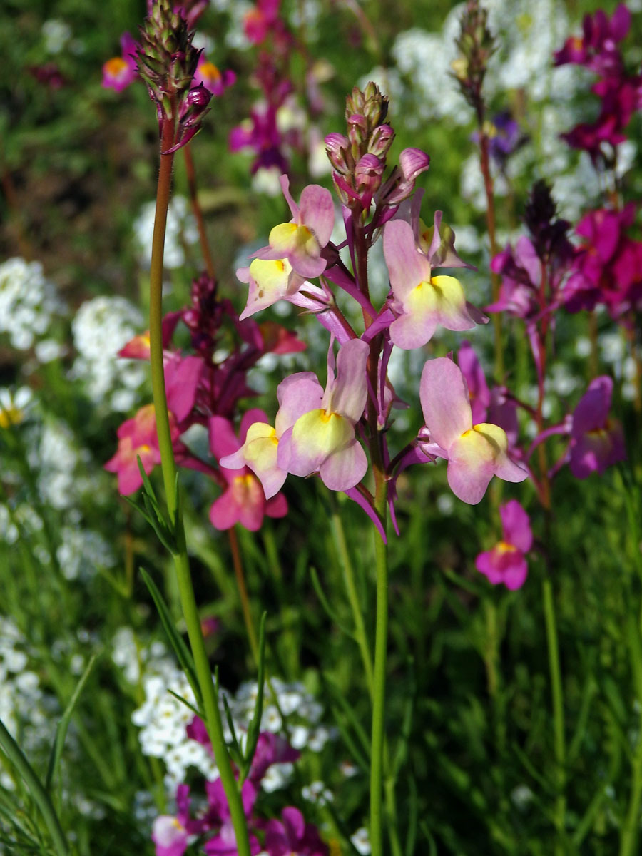 Lnice marocká (Linaria maroccana Hook. f.)