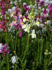 Lnice marocká (Linaria maroccana Hook. f.)