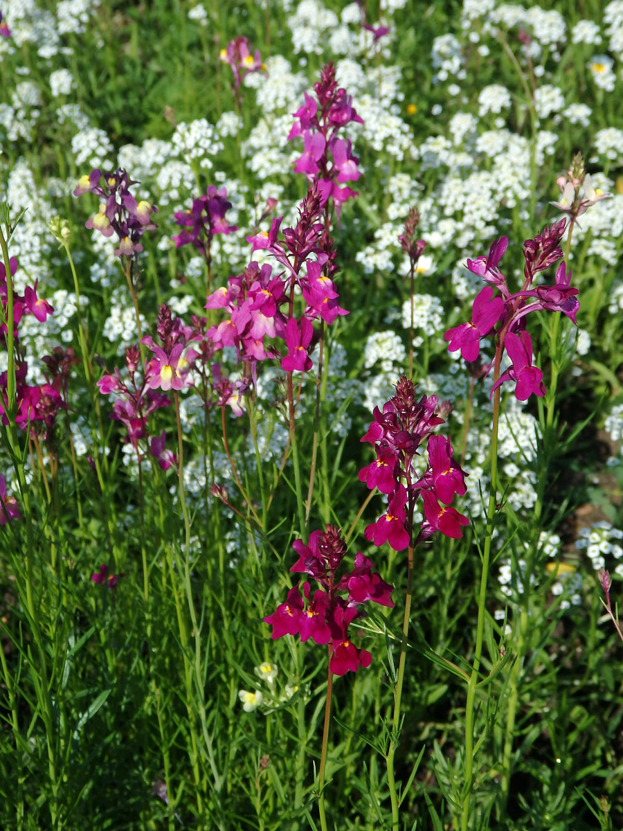 Lnice marocká (Linaria maroccana Hook. f.)