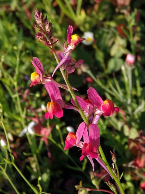 Lnice marocká (Linaria maroccana Hook. f.)