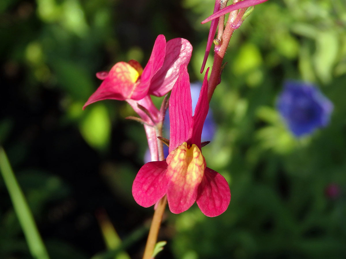 Lnice marocká (Linaria maroccana Hook. f.)