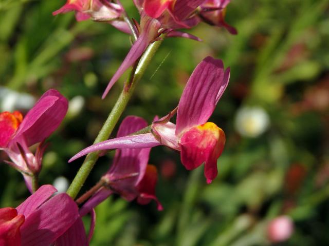 Lnice marocká (Linaria maroccana Hook. f.)