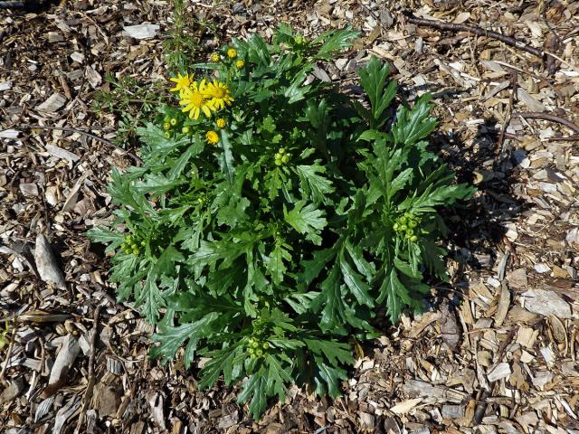 Starček (Senecio squalidus L.)